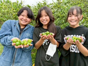 【名護市内小学校×FMやんばる企画】安和小でシークワーサーの収穫祭 校内の木から700キロ収穫